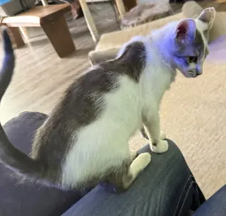 Sweetie