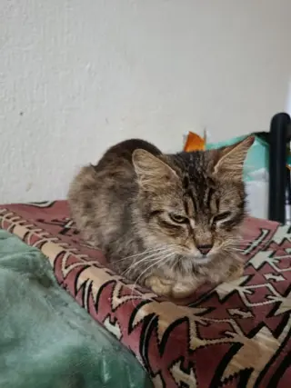 Luca