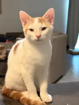 Stewie