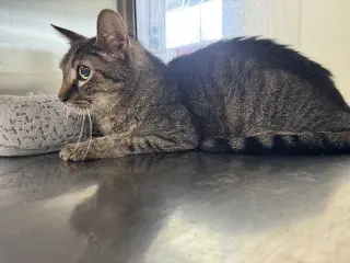 Caspian