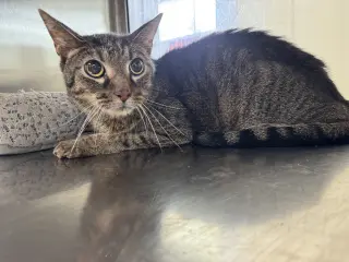 Caspian