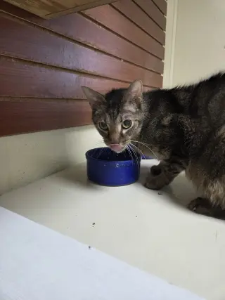 Caspian