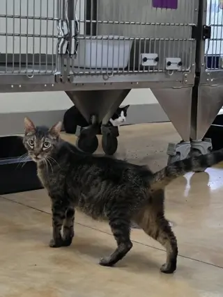 Caspian