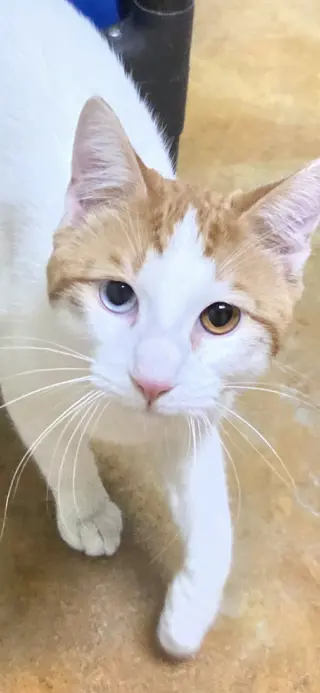 Bowie