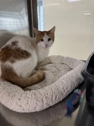 Bowie