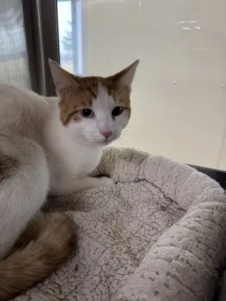 Bowie