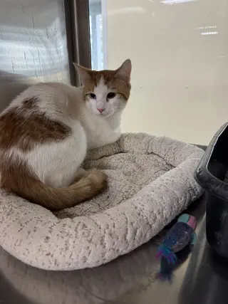 Bowie