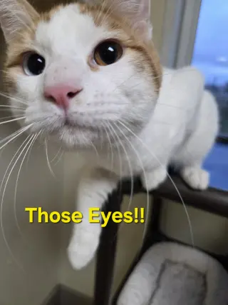 Bowie