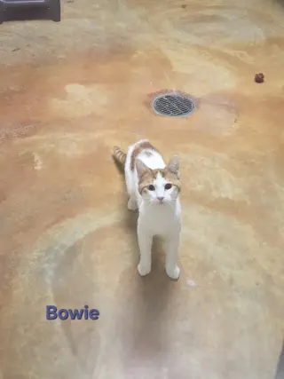 Bowie