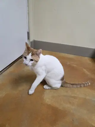 Bowie