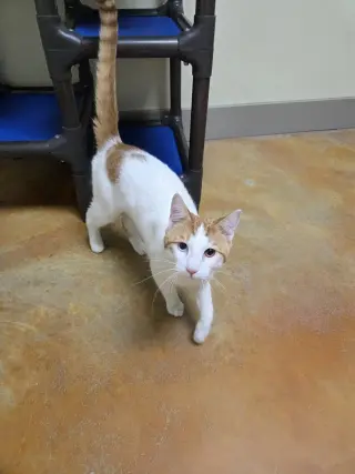 Bowie