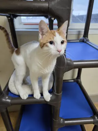 Bowie