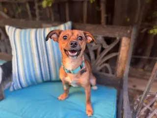 Indigo