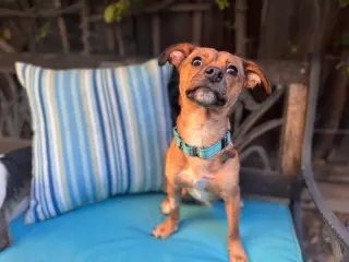 Indigo