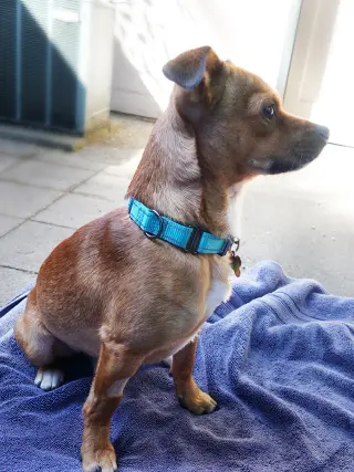 Indigo