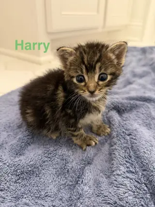 Harry