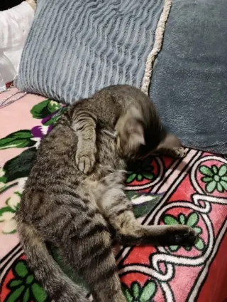 Bolbola