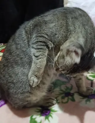 Bolbola