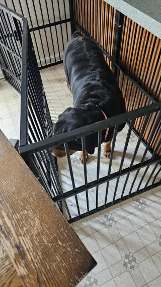 Zodi