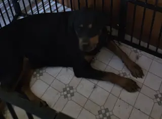 Zodi