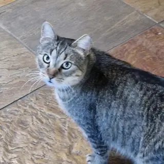 Mr. Gray