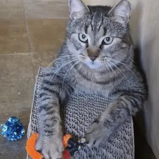 Mr. Gray