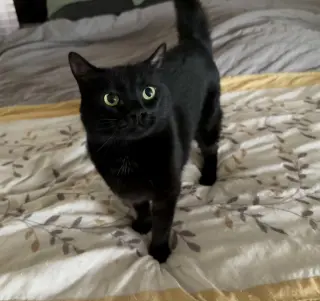 Toes