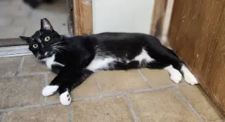 Axel