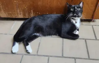 Axel