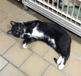 Axel