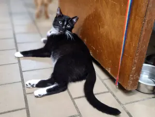 Axel