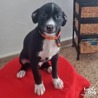 Pablo