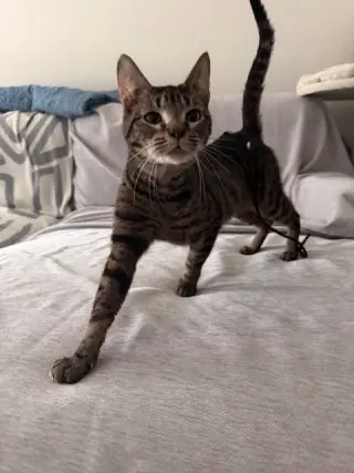 Vex