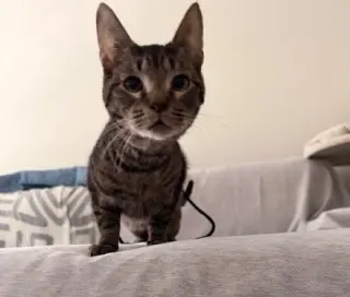 Vex