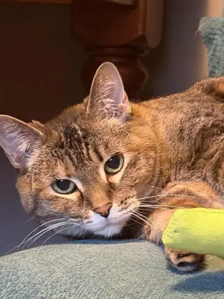 Pea