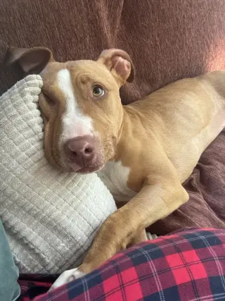 Reyna