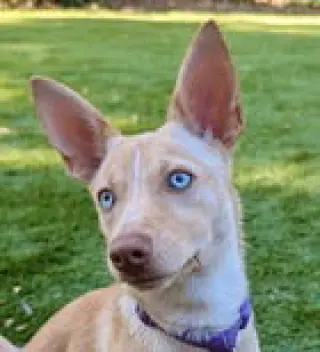 Jasmine D6068