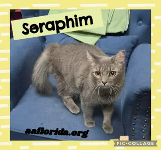 Seraphim