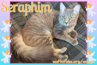 Seraphim