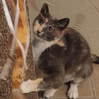 Lena