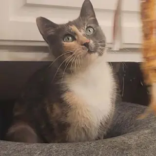 Lena