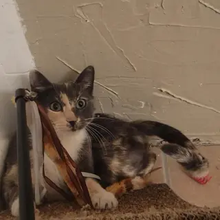 Lena