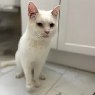 Silas (bonded to Horace)