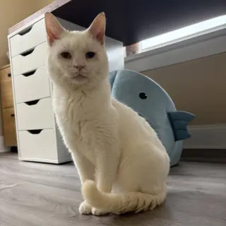 Silas (bonded to Horace)