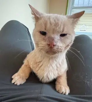 Silas (bonded to Horace)