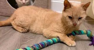 Horace (bonded to Silas)