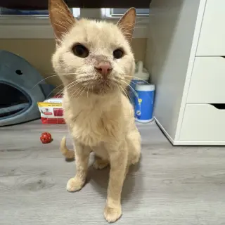Horace (bonded to Silas)