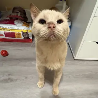 Horace (bonded to Silas)