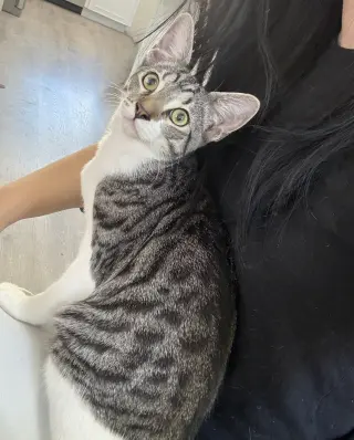Atlas Baby