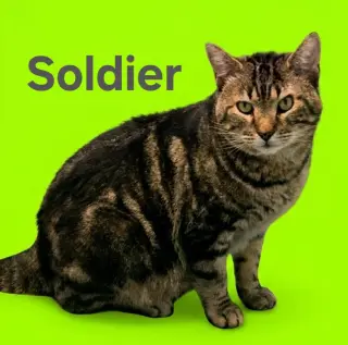 Soldier